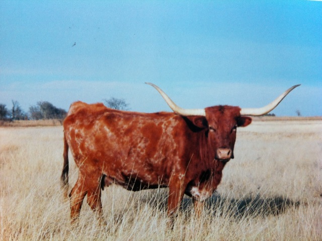 Rocking O Ranch - Safari B 484 Hannah II